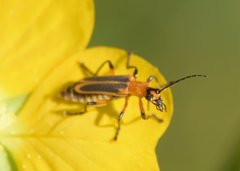 Chauliognathus marginatus