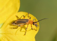Chauliognathus marginatus