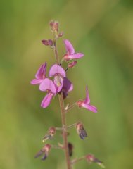 Desmodium