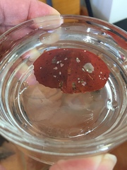 Cryptolithodes sitchensis