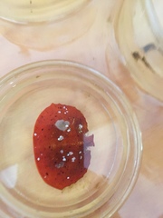 Cryptolithodes sitchensis