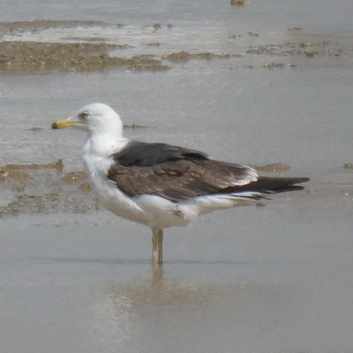 Avistamiento Gaviota Dorsinegra Menor