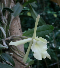 Rhyncholaelia glauca