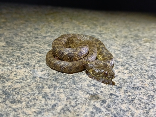 Viperine Snake