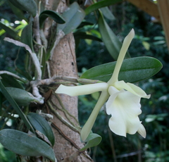 Rhyncholaelia glauca