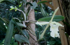 Rhyncholaelia glauca