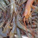 Stiletto Shrimps - Photo (c) Pablo Preliasco, some rights reserved (CC BY-NC), uploaded by Pablo Preliasco