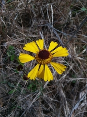 Helenium brevifolium
