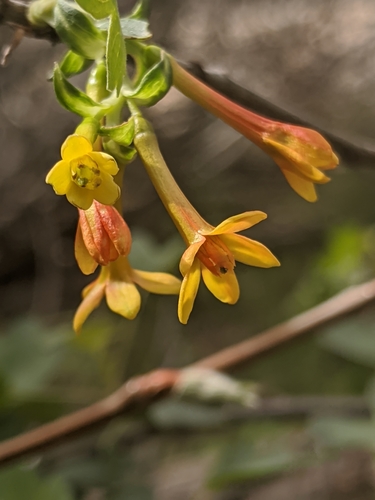 Ribes aureum