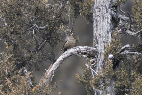 Tibetan Blackbird (Turdus maximus)