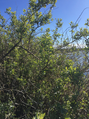 Atriplex lentiformis breweri