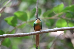 Galbula ruficauda