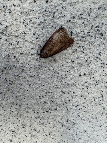 Perinaenia accipiter