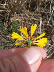 Helenium brevifolium