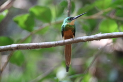 Galbula ruficauda