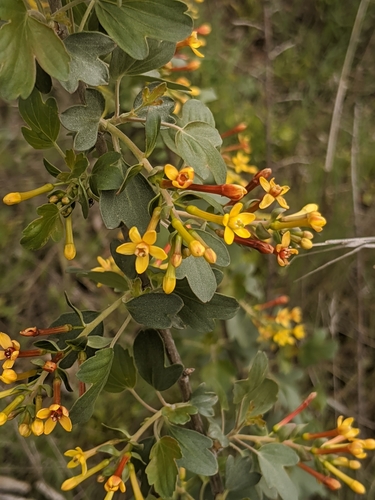 Ribes aureum