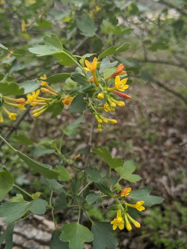 Ribes aureum