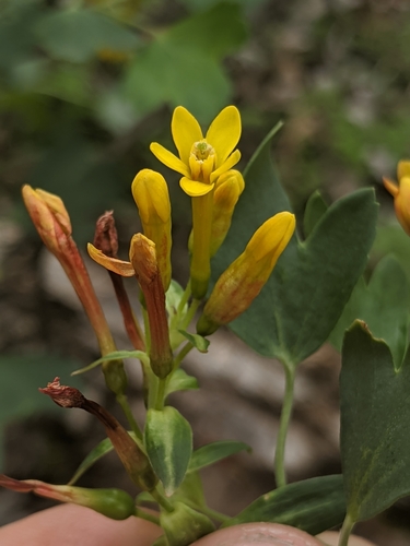 Ribes aureum