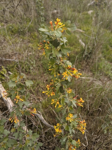 Ribes aureum