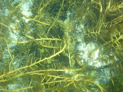 Aplodactylus westralis