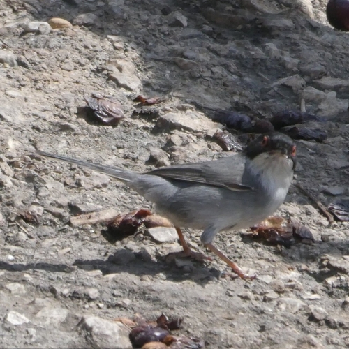 Avistamiento Curruca cabecinegra