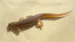 Lissotriton schmidtleri
