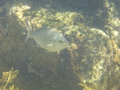 Kyphosus cornelii