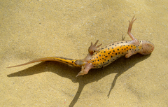 Lissotriton schmidtleri