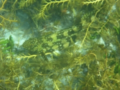 Aplodactylus westralis