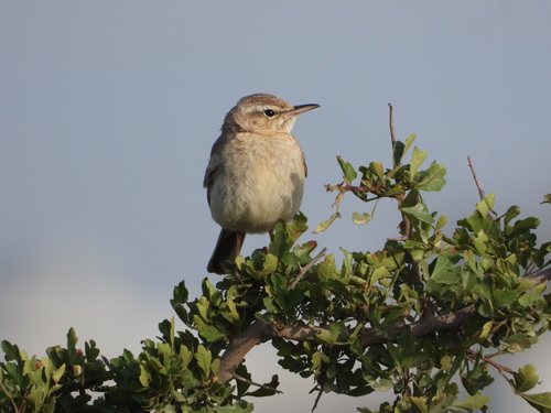 iNaturalist image