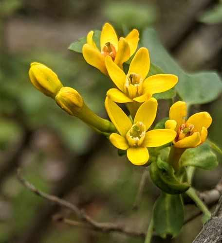 golden currant (Ribes aureum)