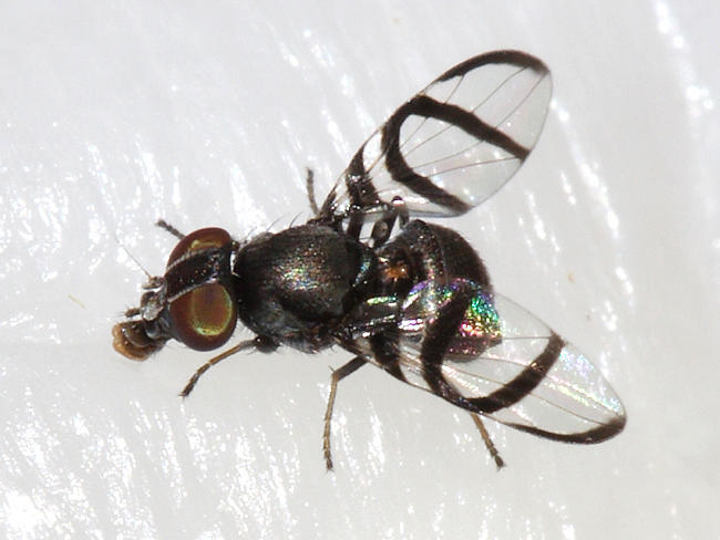 Axiologina