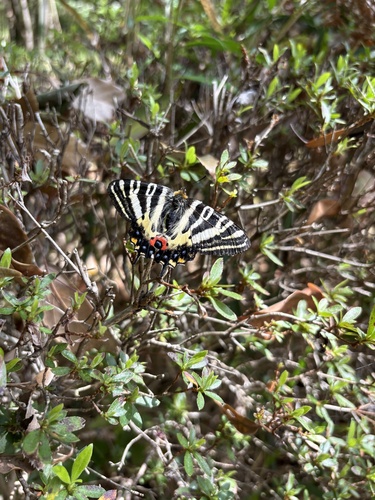 Japanese Luehdorfia