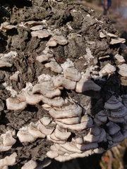 Trichaptum abietinum