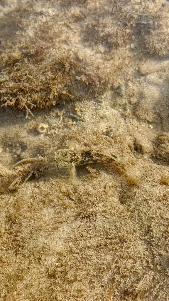 Brown Frillfin (Bathygobius fuscus)
