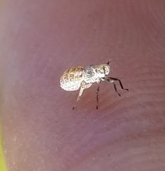 Auchenorrhyncha