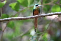 Galbula ruficauda