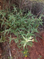 Melhania oblongifolia