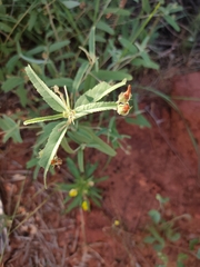 Melhania oblongifolia