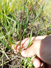 Symphyotrichum