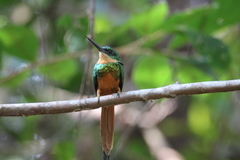 Galbula ruficauda