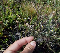 Symphyotrichum