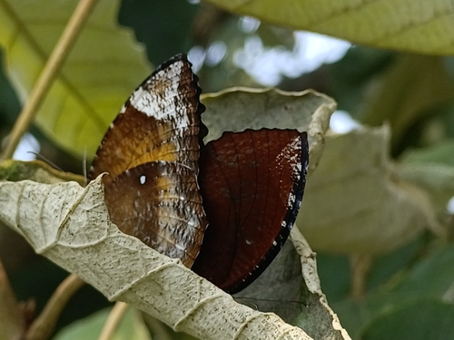 Common Palmfly