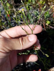 Symphyotrichum