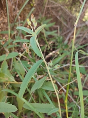 Melhania oblongifolia