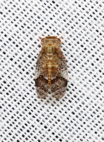 Dasypsylla brunnea, 2026-04-17