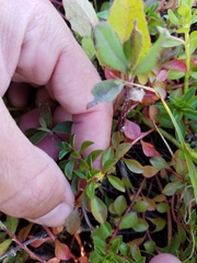 Ludwigia