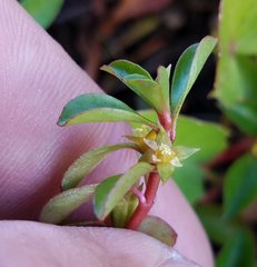 Ludwigia