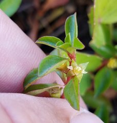 Ludwigia