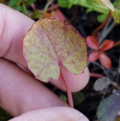 Centella